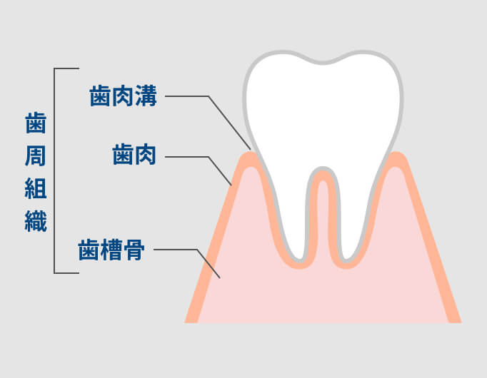 歯肉溝、歯肉、歯槽骨などの歯周組織が元気で正常な様子